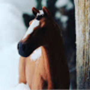 Meet your Posher, Phoenix